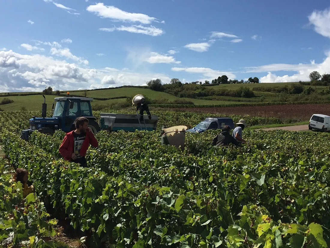 La période des vendanges se rapproche en Côte d'Or 